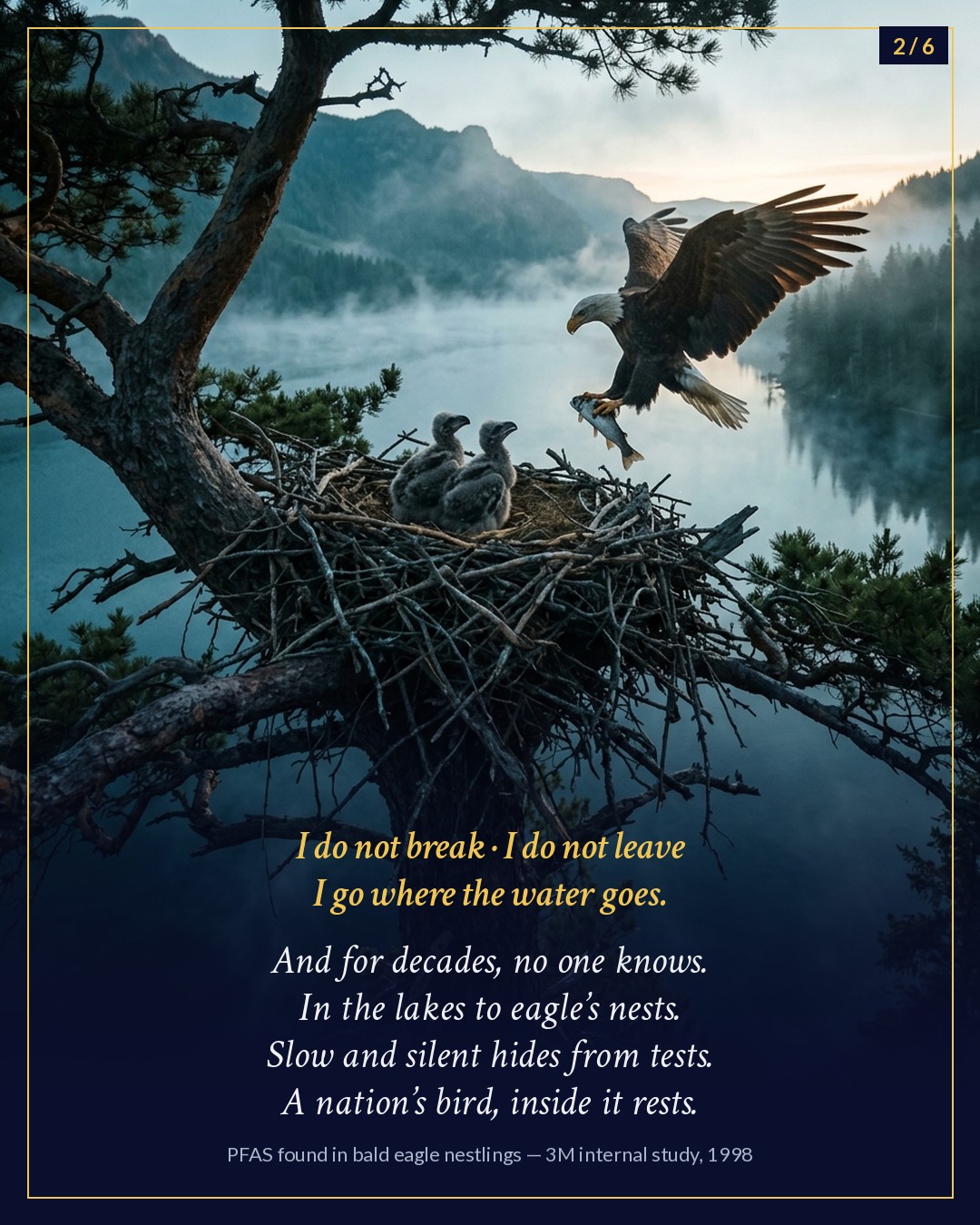 Slide 2 of 6: a bald eagle bringing a fish to two eaglets in a nest above a misty lake.