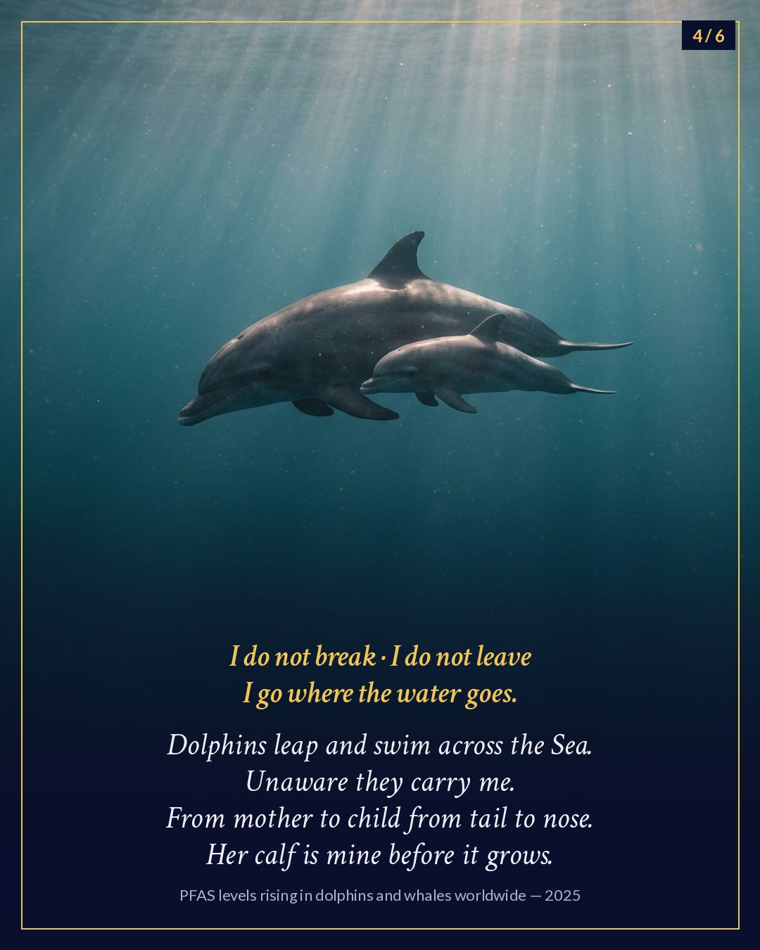 Slide 4 of 6: a mother dolphin swimming with her calf in sunlit water.