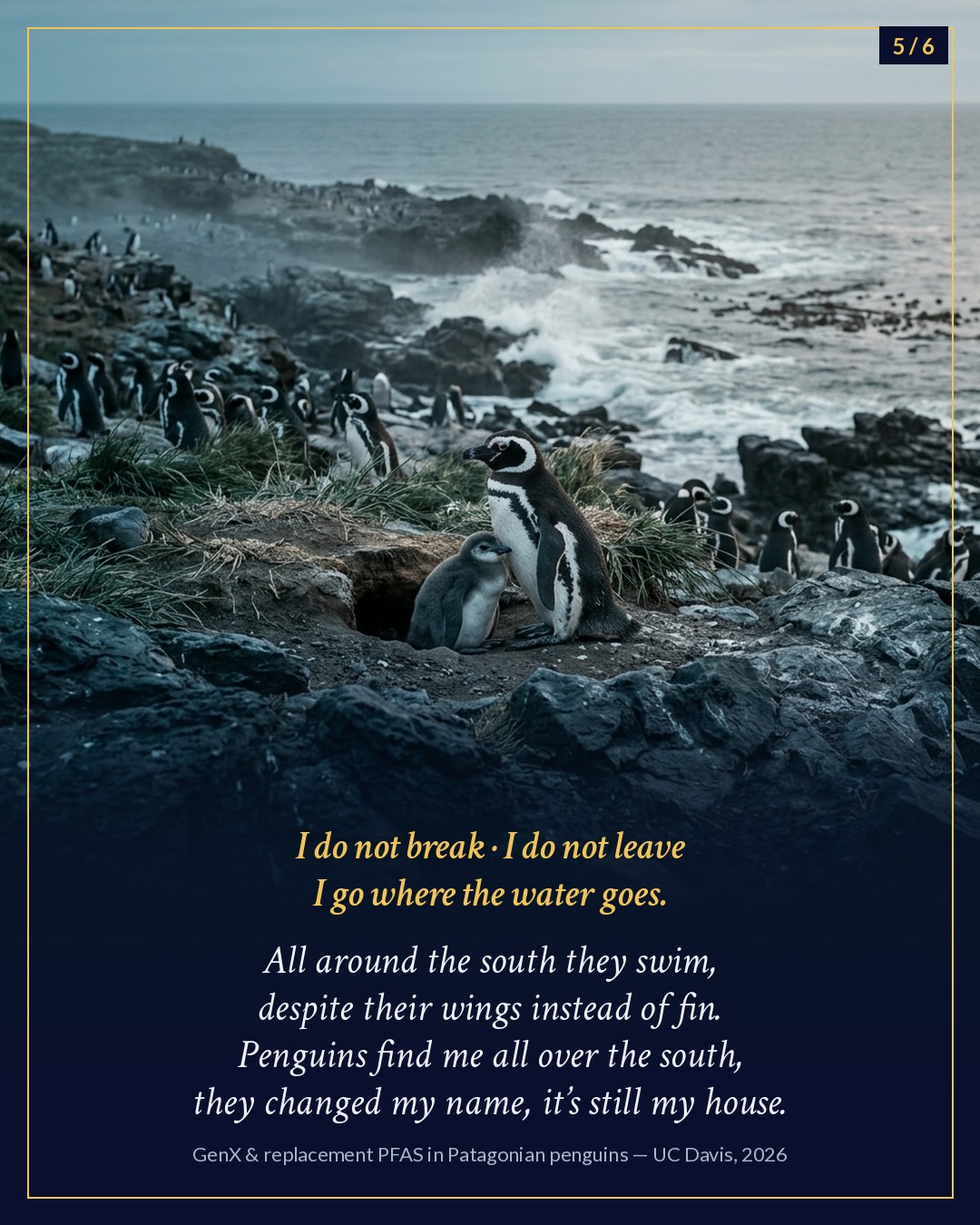 Slide 5 of 6: a Magellanic penguin and chick on a rocky Patagonian coast.